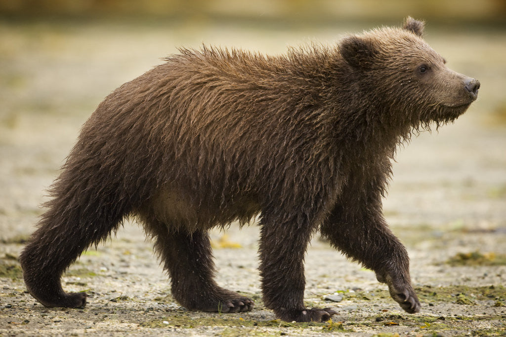 Detail of Brown Bear Cub at Geographic Harbor in Katmai National Park by Anonymous