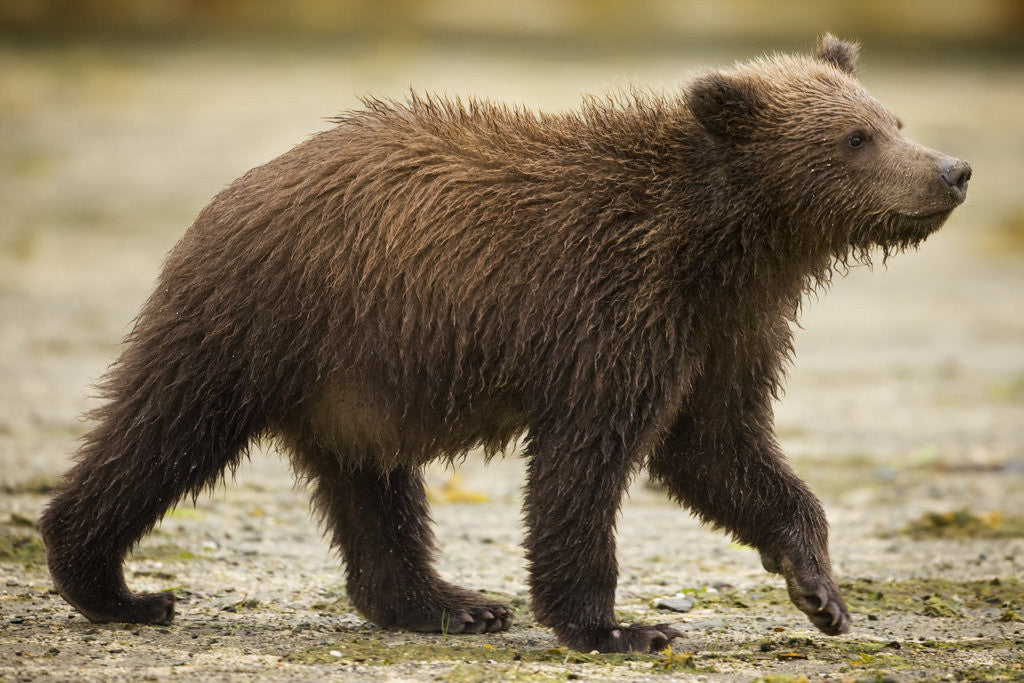 Detail of Brown Bear Cub at Geographic Harbor in Katmai National Park by Corbis