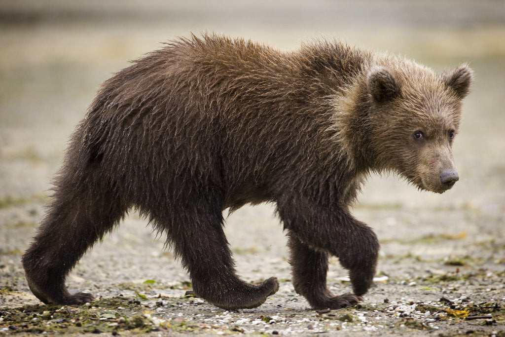 Detail of Brown Bear Cub at Geographic Harbor in Katmai National Park by Anonymous
