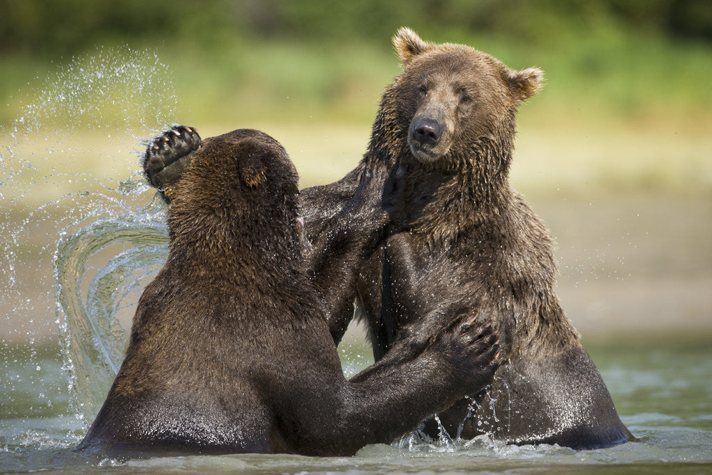 Detail of Brown Bears Sparring in Stream at Kukak Bay by Anonymous