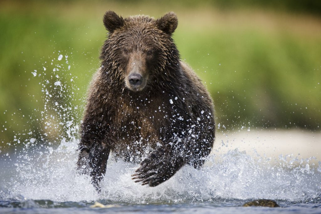Detail of Brown Bear Fishing for Spawning Salmon at Geographic Harbor by Corbis