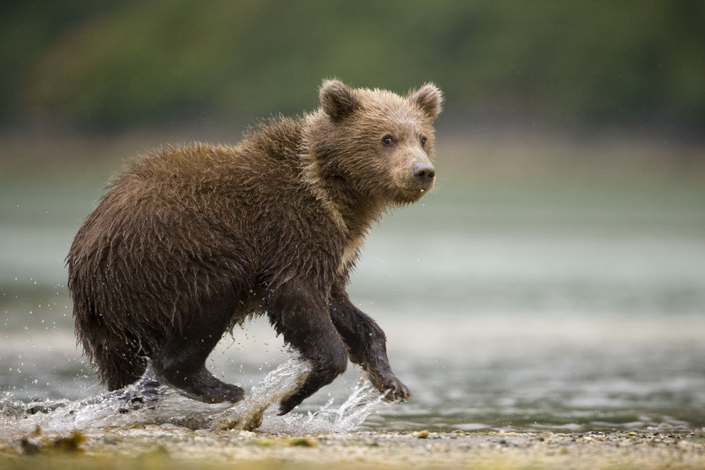 Detail of Brown Bear Cub on Beach at Geographic Harbor by Anonymous