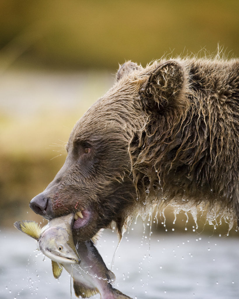 Detail of Grizzly Bear Carrying Spawning Salmon at Geographic Harbor by Corbis
