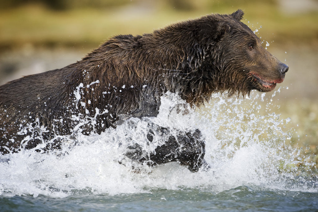 Detail of Brown Bear Running Through River at Kinak Bay by Anonymous