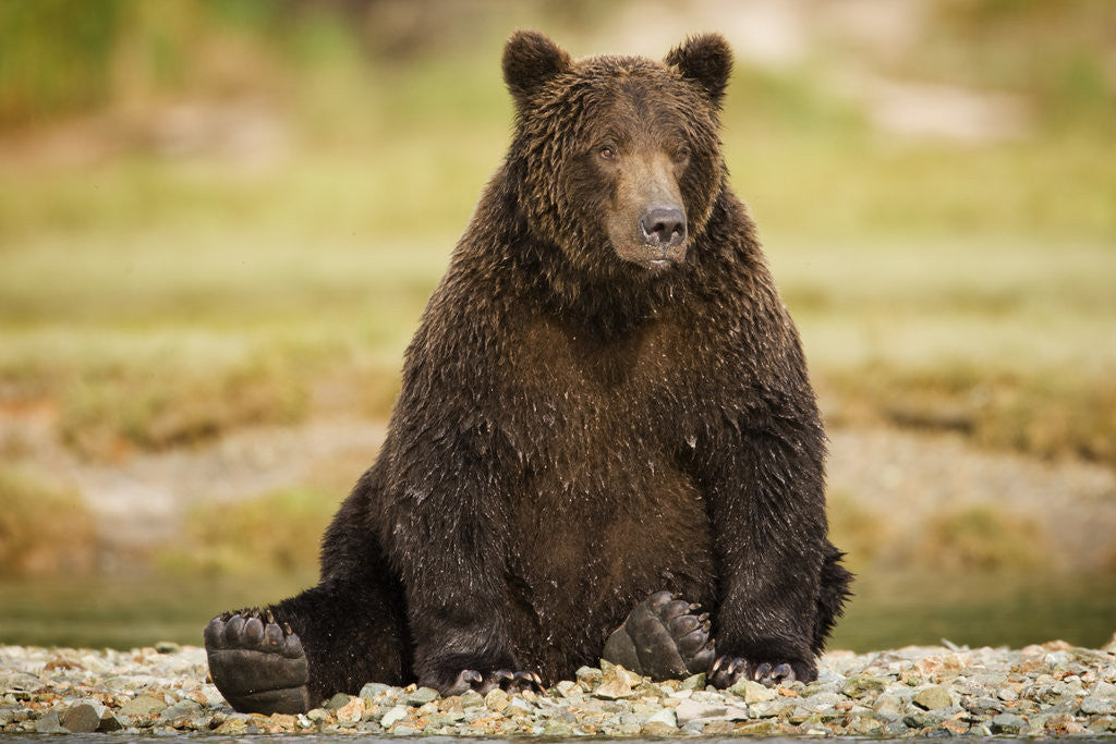 Detail of Brown Bear Sitting on Gravel Bar at Kinak Bay by Anonymous