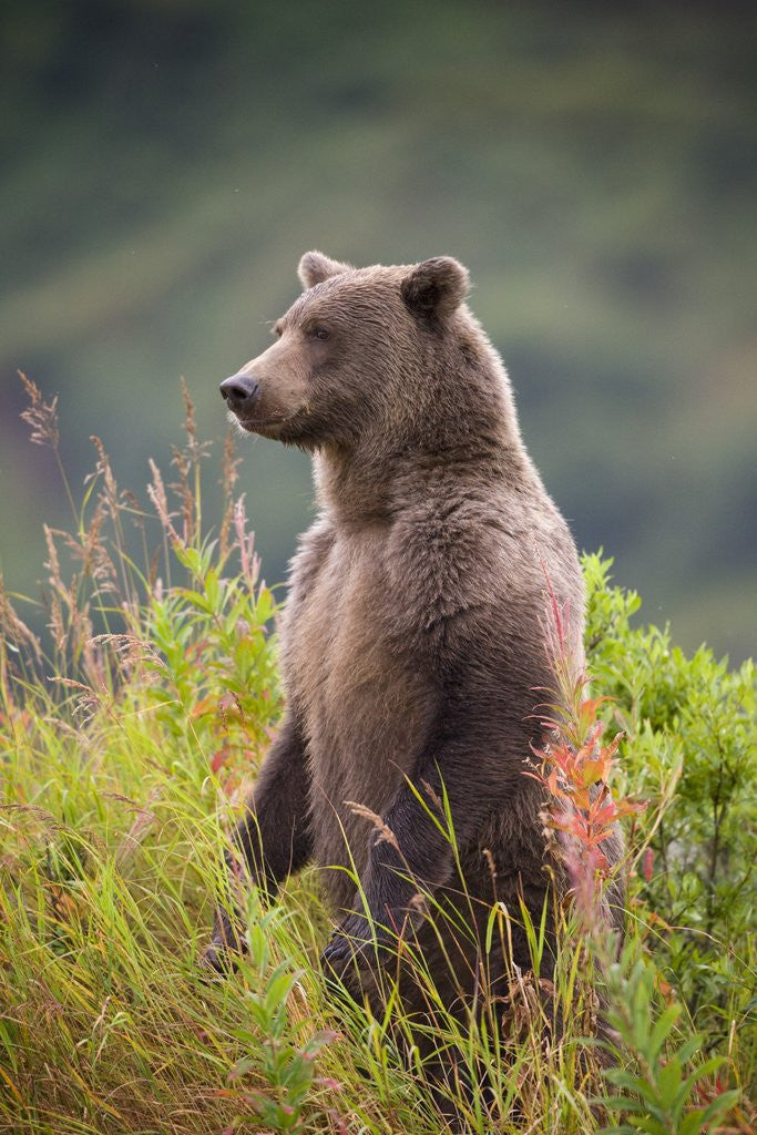 Detail of Brown Bear Standing Upright in Tall Grass at Kinak Bay by Corbis