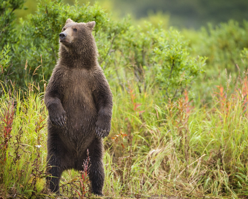 Detail of Brown Bear Cub Standing Upright at Kinak Bay by Anonymous
