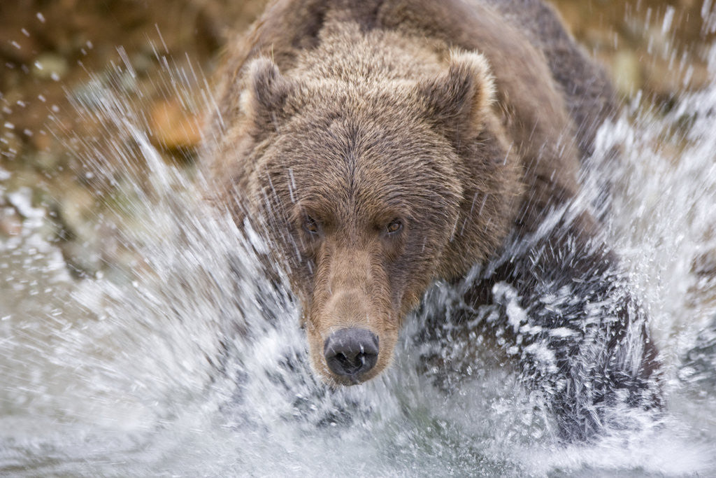 Detail of Grizzly Bear Hunting Spawning Salmon in Stream at Kinak Bay by Anonymous