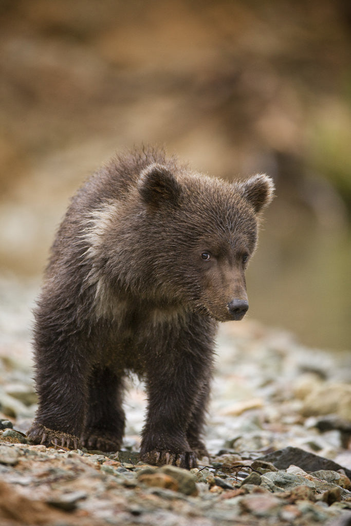 Detail of Brown Bear Cub at Kinak Bay in Katmai National Park by Anonymous