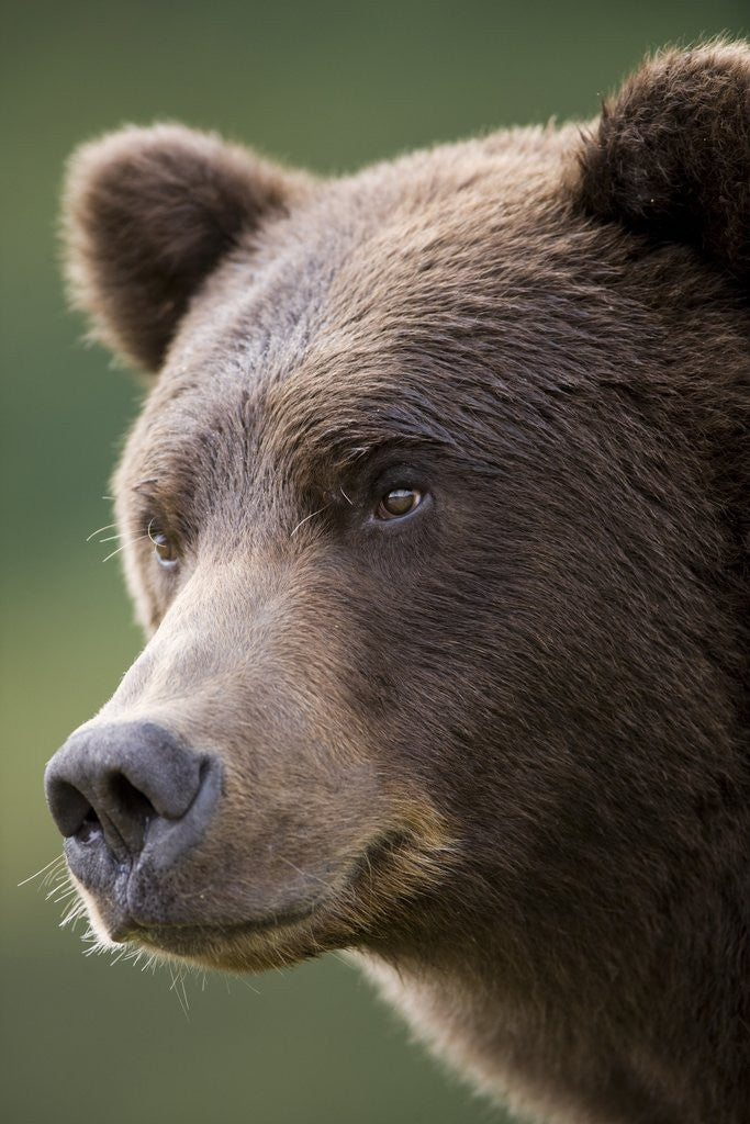 Detail of Brown Bear at Kinak Bay in Katmai National Park by Anonymous