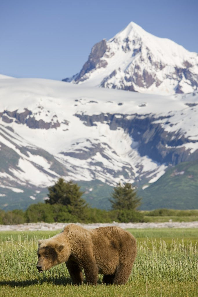 Detail of Grizzly Bear Eating Sedge Grass in Meadow at Hallo Bay by Corbis