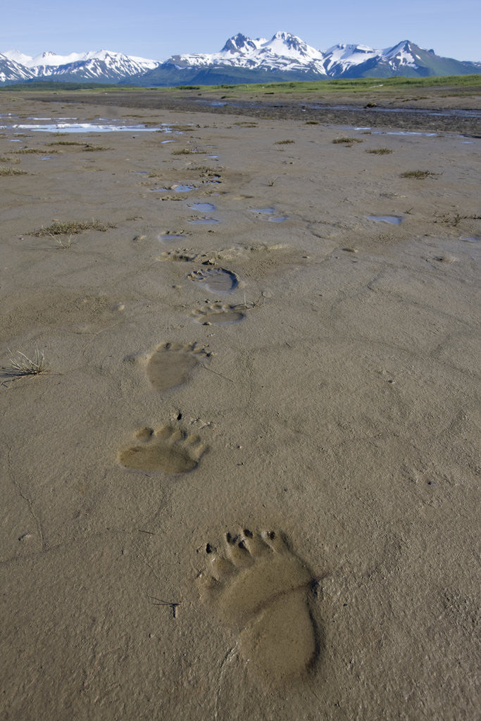 Detail of Brown Bear Tracks at Hallo Bay in Katmai National Park by Anonymous