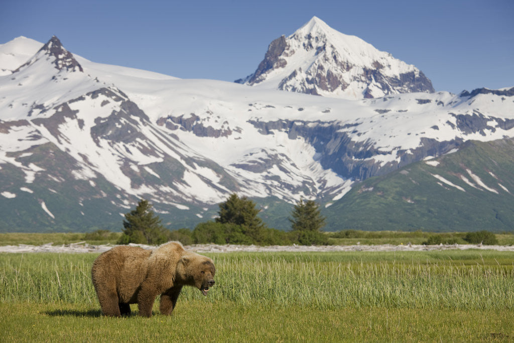 Detail of Grizzly Bear Eating Sedge Grass in Meadow at Hallo Bay by Anonymous