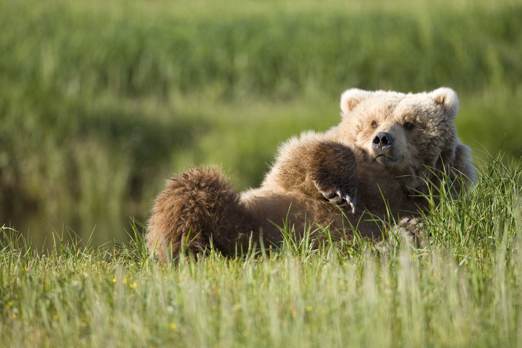 Detail of Grizzly Bear Resting on Back in Meadow at Hallo Bay by Corbis