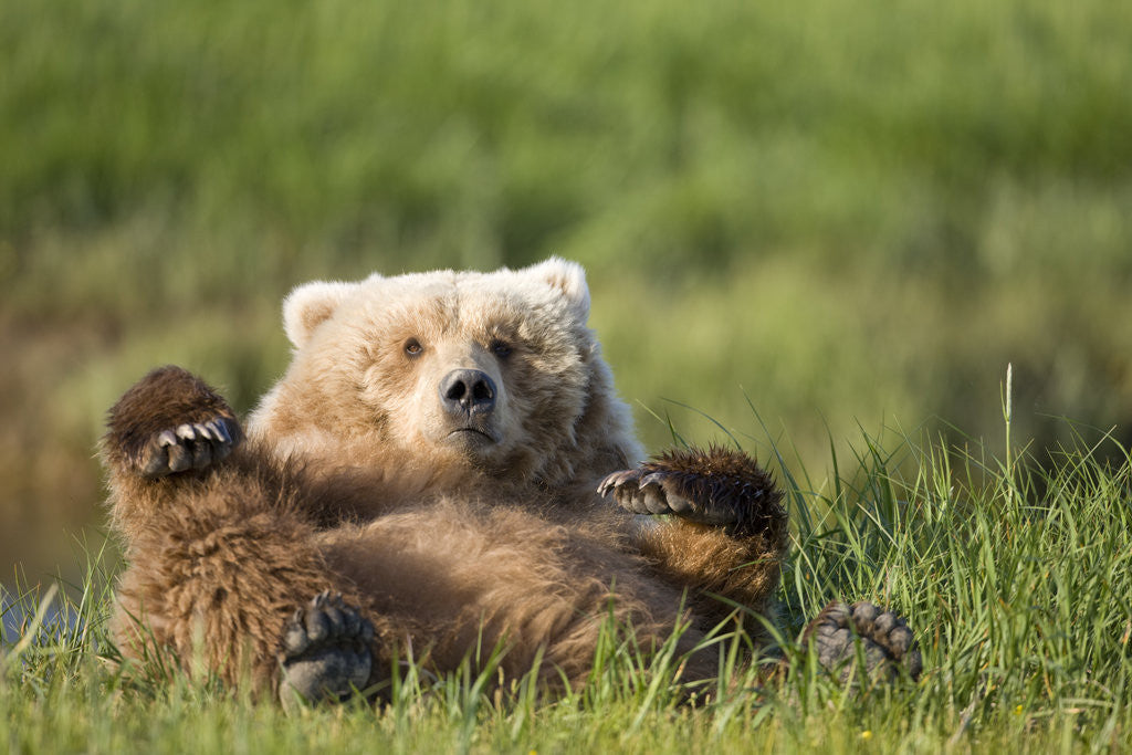 Detail of Grizzly Bear Resting on Back in Meadow at Hallo Bay by Anonymous