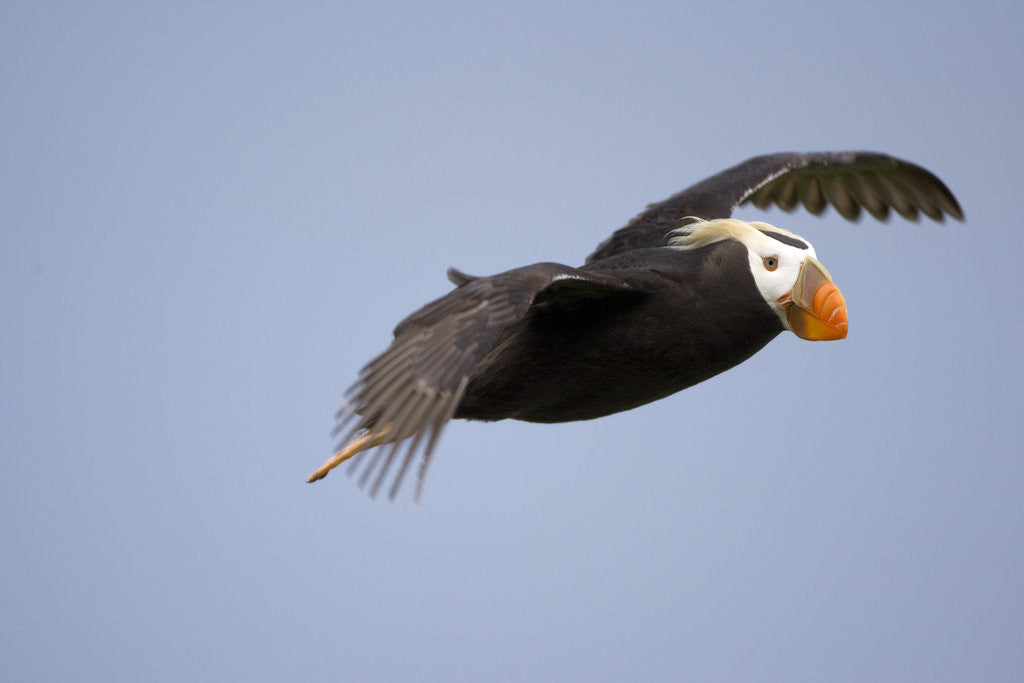 Detail of Tufted Puffin in Flight in Katmai National Park by Anonymous