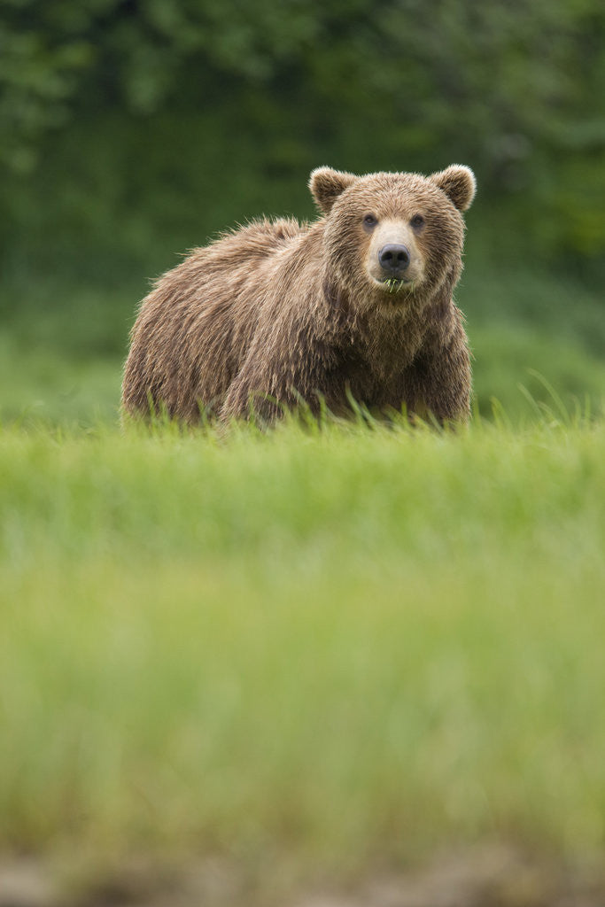 Detail of Grizzly Bear in Meadow at Kukak Bay in Katmai National Park by Anonymous