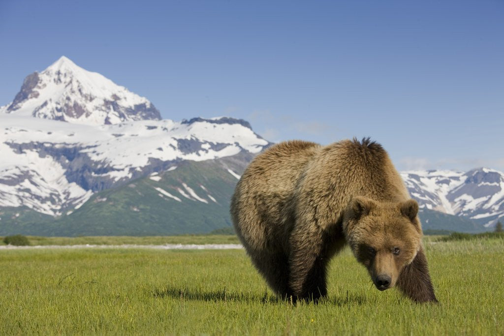 Detail of Grizzly Bear Eating Sedge Grass in Meadow at Hallo Bay by Corbis
