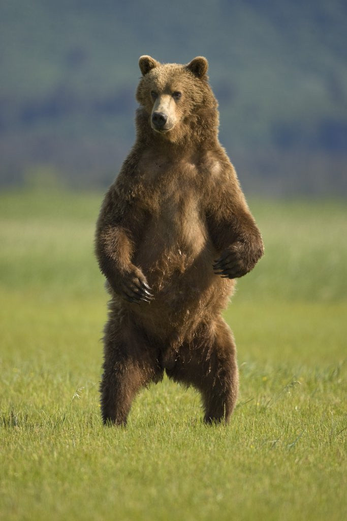 Detail of Brown Bear Standing Upright in Meadow at Hallo Bay by Corbis