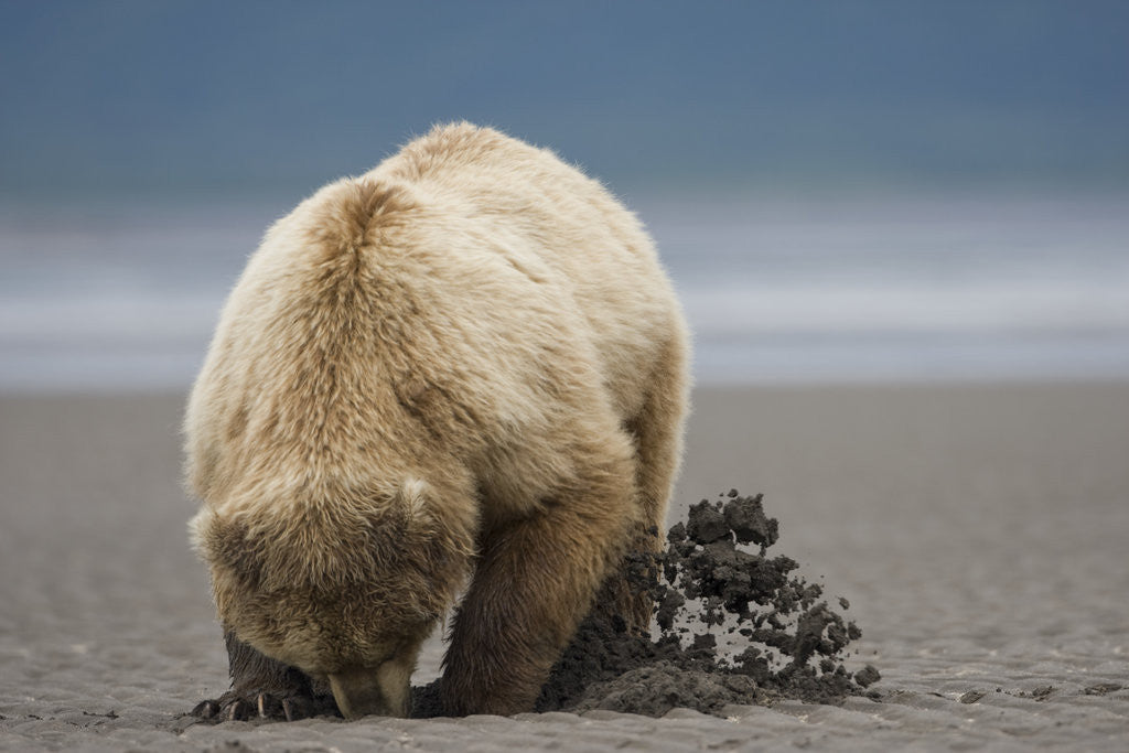 Detail of Grizzly Bear Digging Clams at Low Tide at Hallo Bay by Anonymous