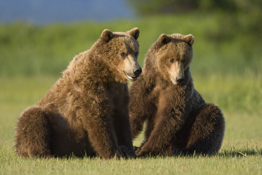 Detail of Two Brown Bears Sitting in Meadow at Hallo Bay by Anonymous
