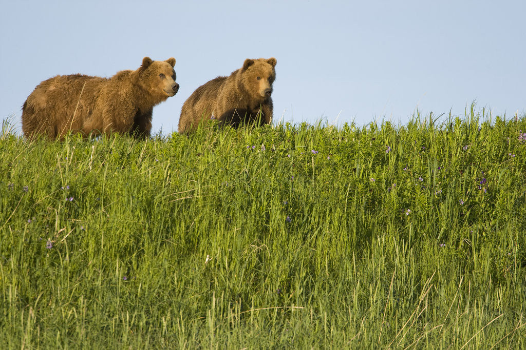 Detail of Grizzly Bears in Meadow at Hallo Bay by Corbis