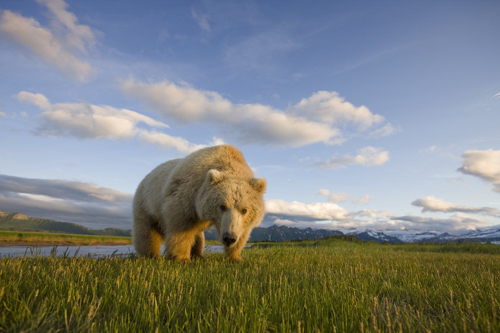 Detail of Grizzly Bear Eating Sedge Grass in Meadow at Hallo Bay by Anonymous