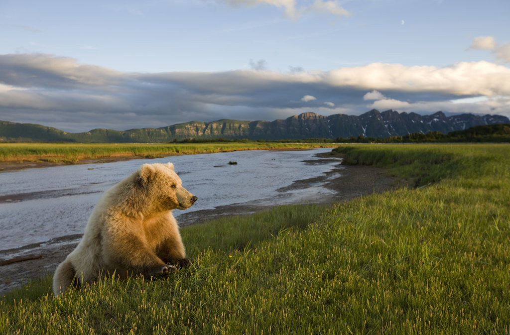 Detail of Brown Bear Along Stream at Hallo Bay in Katmai National Park by Anonymous