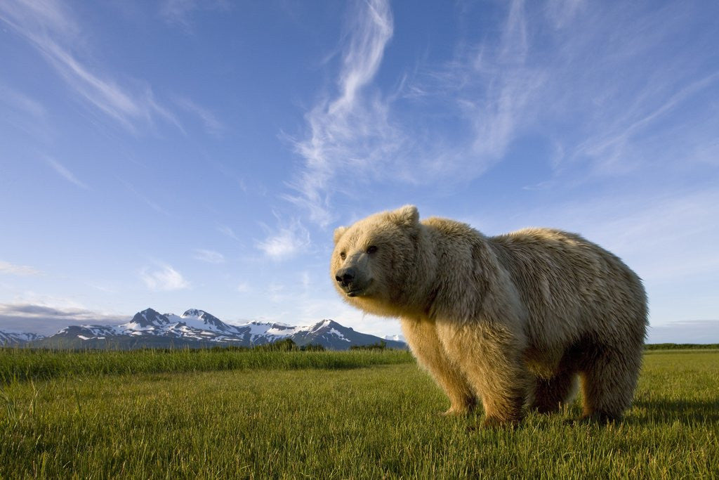 Detail of Grizzly Bear in Meadow at Hallo Bay in Katmai National Park by Anonymous