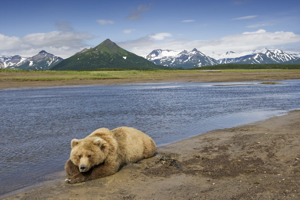 Detail of Grizzly Bear Resting by Stream at Hallo Bay by Anonymous