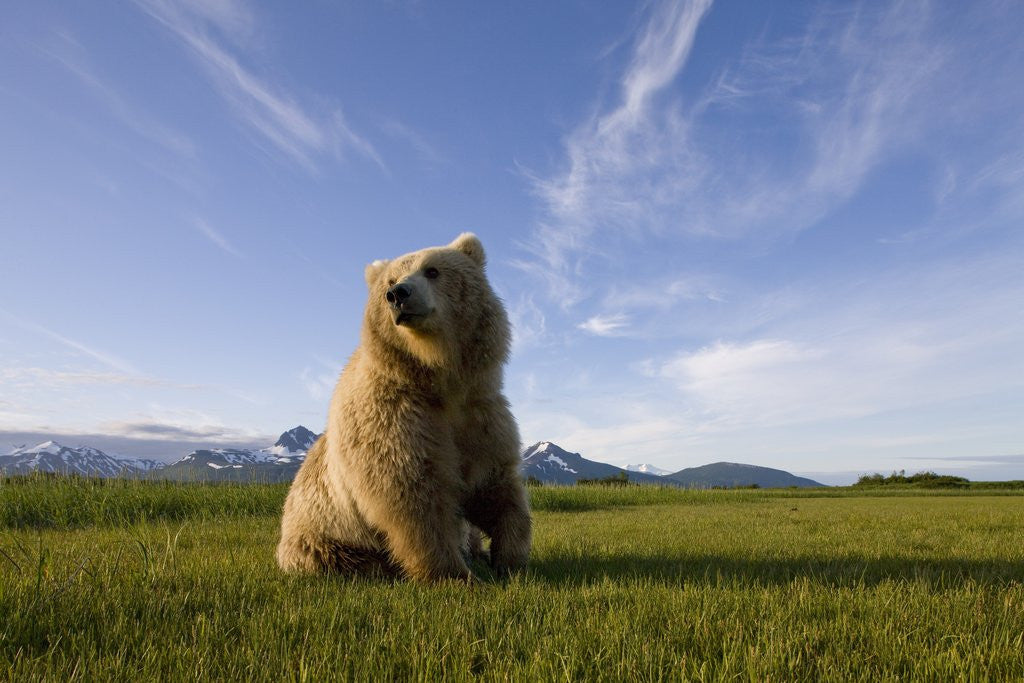 Detail of Brown Bear in Meadow at Hallo Bay in Katmai National Park by Corbis