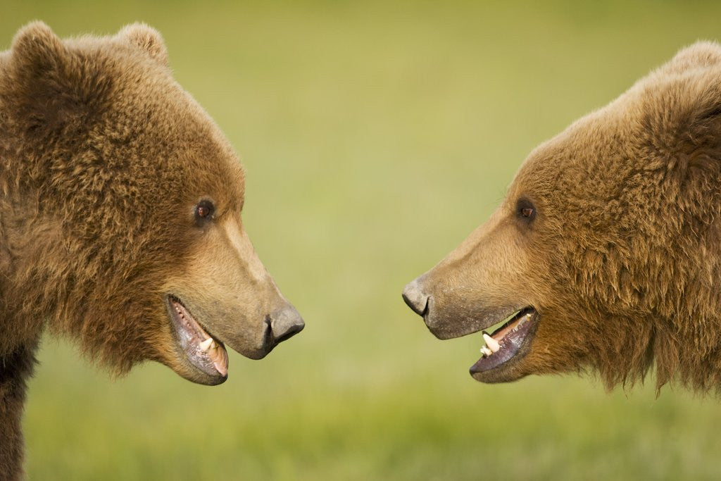 Detail of Brown Bears Facing Off at Hallo Bay by Corbis