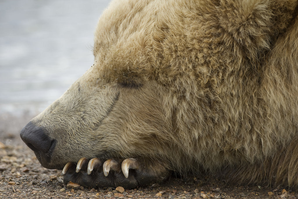 Detail of Sleeping Brown Bear at Hallo Bay by Anonymous