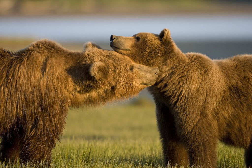 Detail of Grizzly Bears Greeting Each Other in Meadow at Hallo Bay by Corbis
