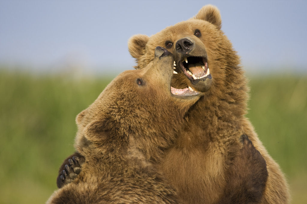 Detail of Grizzly Bears Sparring at Hallo Bay in Katmai National Park by Anonymous