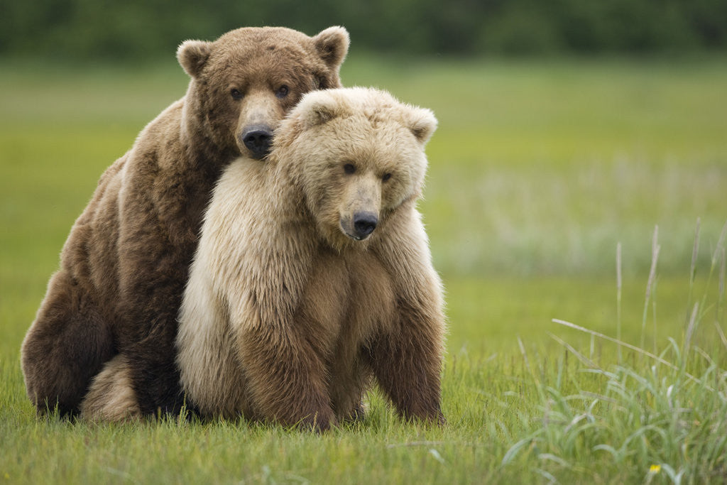 Detail of Grizzly Bears Mating at Hallo Bay by Anonymous