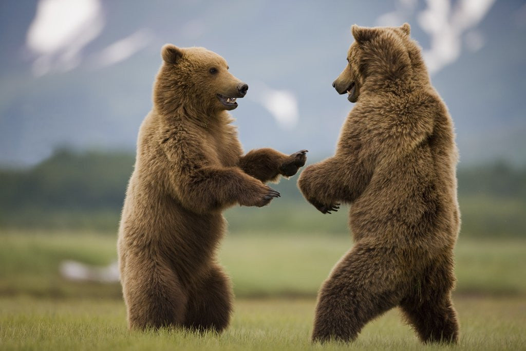 Detail of Grizzly Bears Sparring at Hallo Bay in Katmai National Park by Anonymous