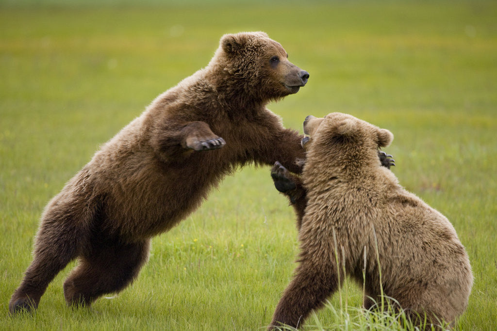 Detail of Brown Bears Sparring in Meadow at Hallo Bay by Anonymous