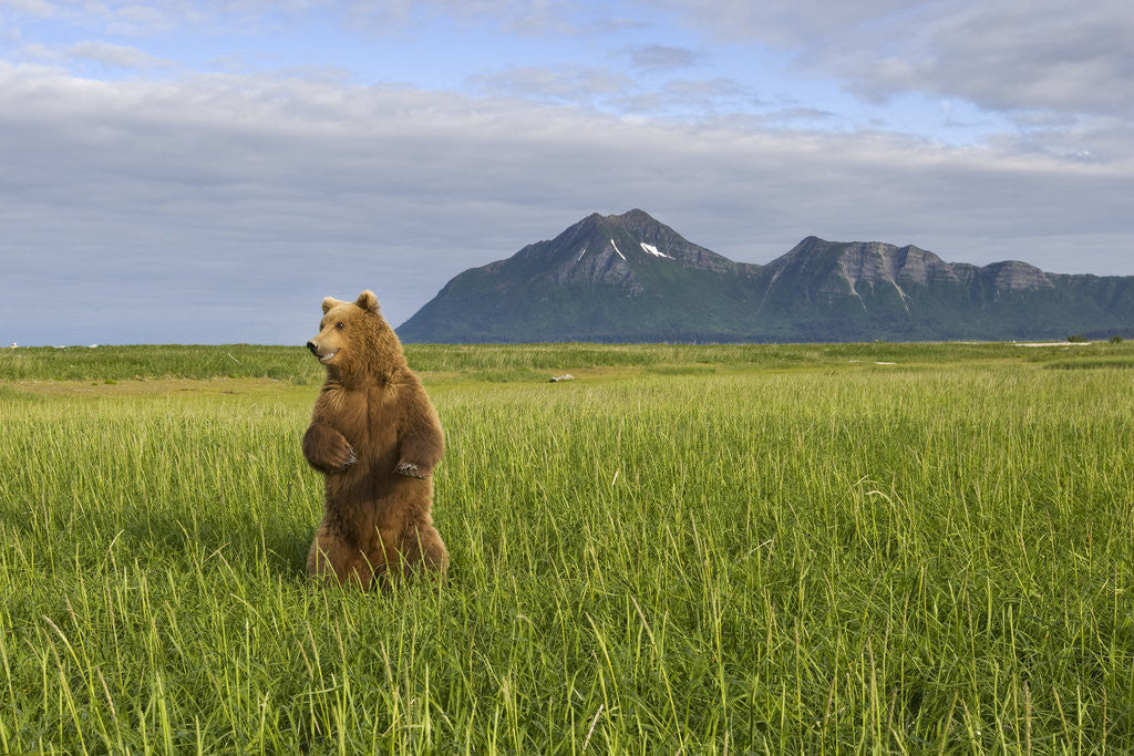 Detail of Grizzly Bear Standing Upright in Tall Grass at Hallo Bay by Corbis