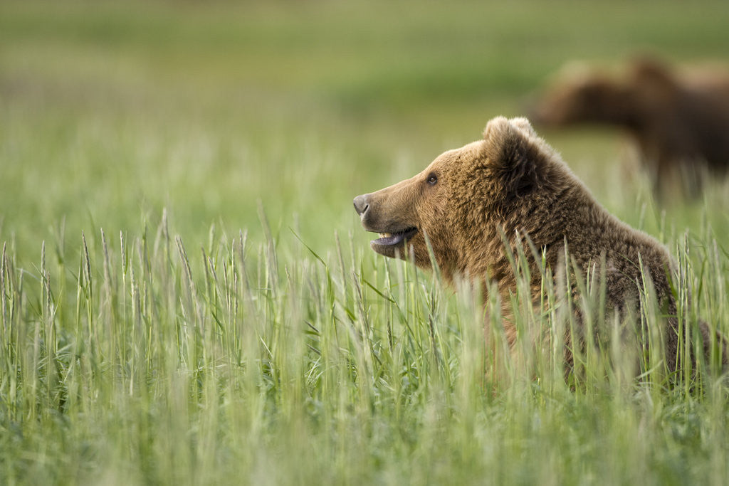Detail of Grizzly Bears Resting in Meadow at Hallo Bay by Anonymous