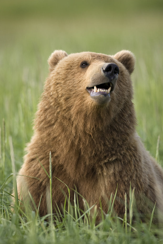 Detail of Grizzly Bear Resting in Meadow at Hallo Bay by Corbis