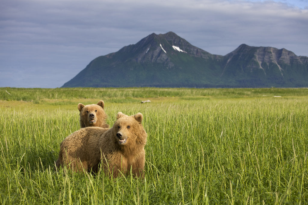 Detail of Grizzly Bears in Tall Grass in Meadow at Hallo Bay by Anonymous
