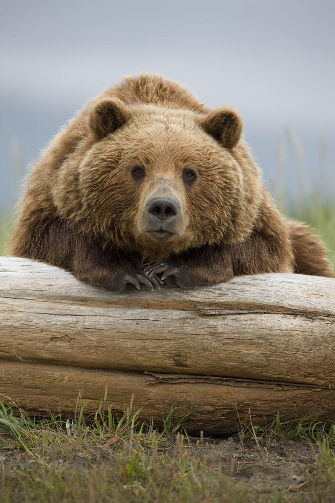 Detail of Grizzly Bear Leaning on Log at Hallo Bay by Corbis