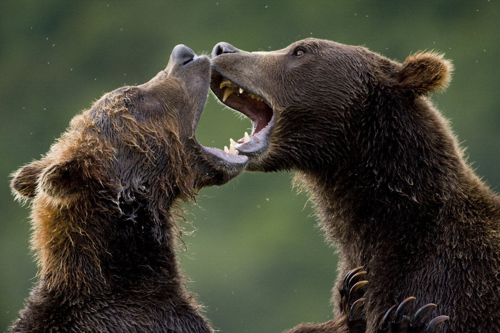 Detail of Brown Bears Sparring at Kukak Bay in Katmai National Park by Anonymous