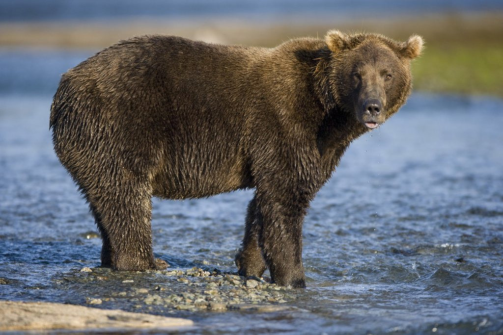 Detail of Brown Bear in Stream at Kukak Bay in Katmai National Park by Anonymous