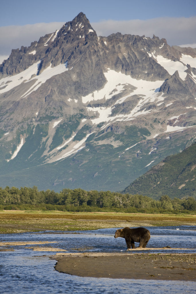 Detail of Grizzly Bear Hunting in Stream at Kukak Bay by Anonymous