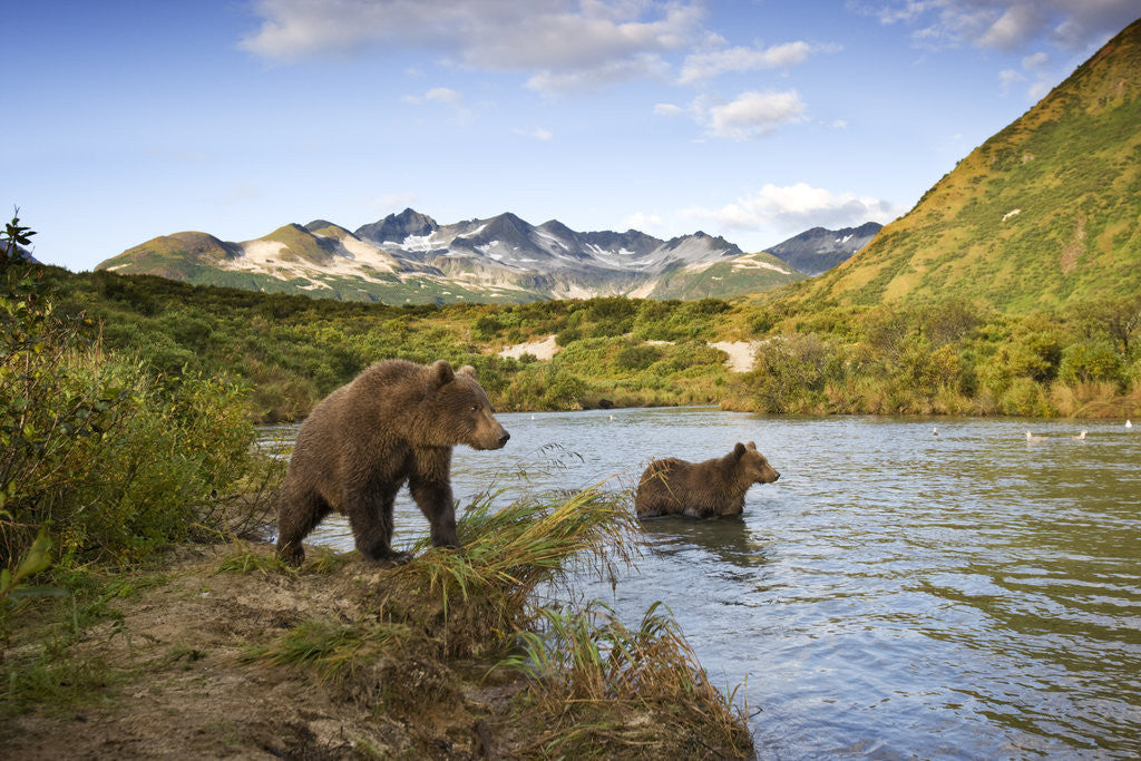 Detail of Two Year Old Grizzly Bears on Riverbank at Kinak Bay by Corbis