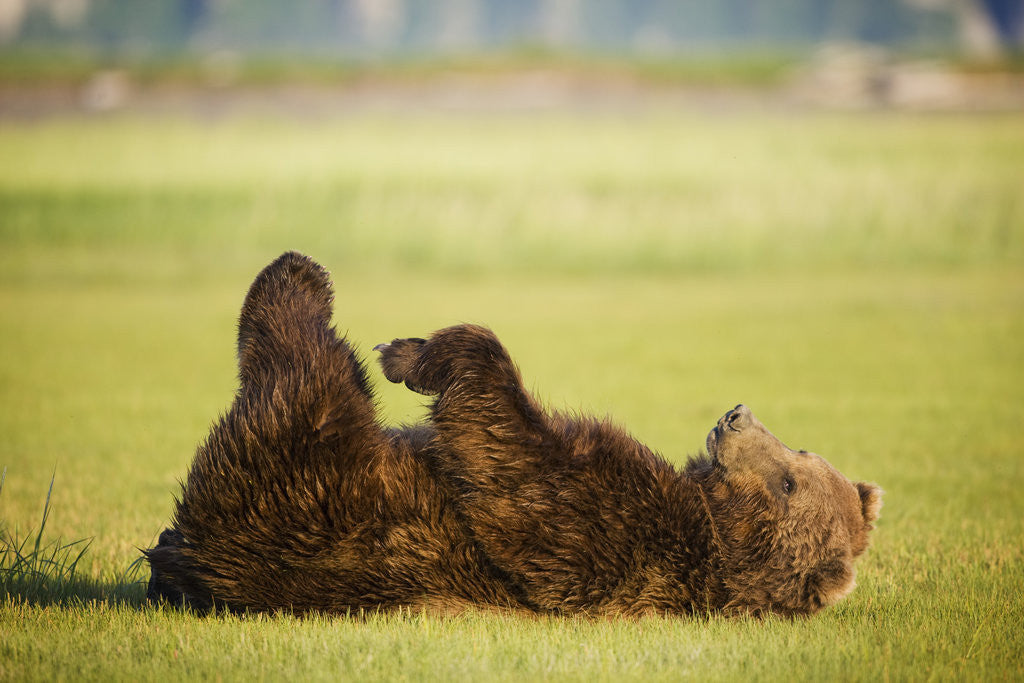 Detail of Brown Bear Lying on Back With Feet Raised at Hallo Bay by Corbis