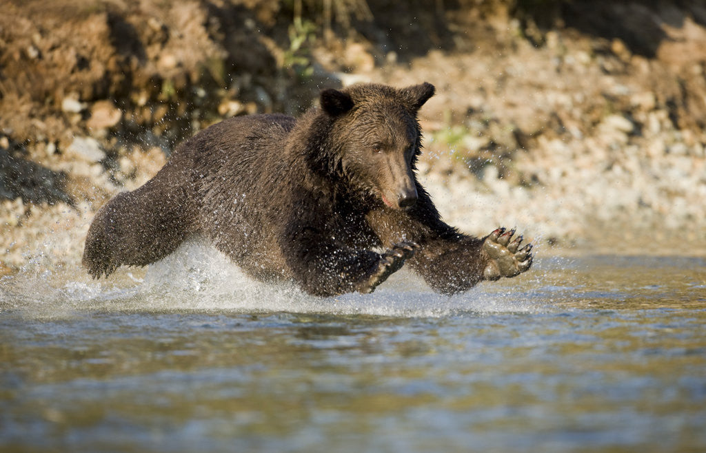 Detail of Grizzly Bear Hunting Spawning Salmon in River at Kinak Bay by Corbis