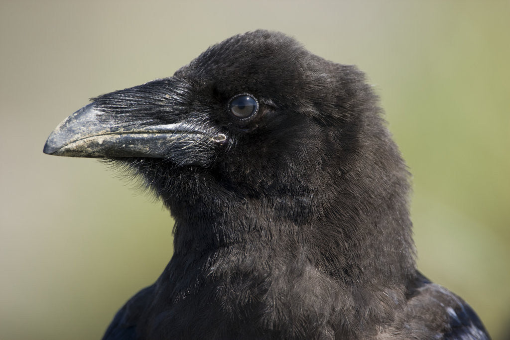 Detail of Raven at Hallo Bay in Katmai National Park by Anonymous